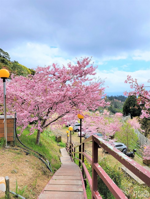 恩愛農場 桃園拉拉山櫻花季 富士櫻、千島櫻接力盛開 有粉紅浪潮 交通路況分享