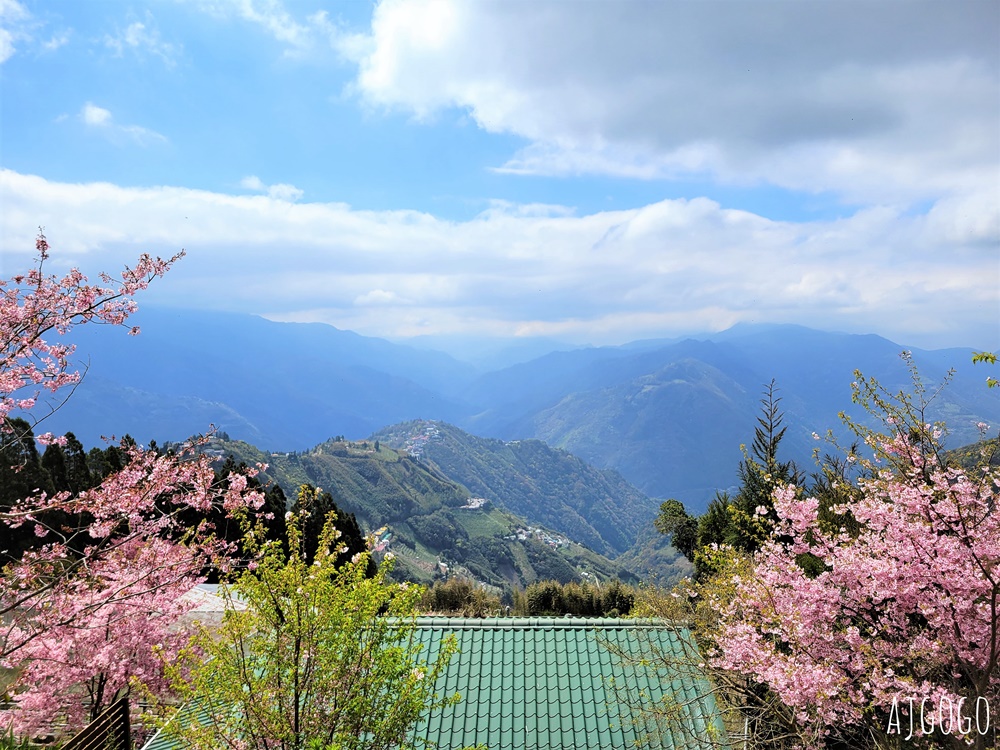 恩愛農場 桃園拉拉山櫻花季 富士櫻、千島櫻接力盛開 有粉紅浪潮 交通路況分享