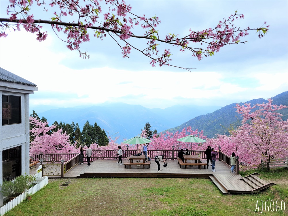 恩愛農場 桃園拉拉山櫻花季 富士櫻、千島櫻接力盛開 有粉紅浪潮 交通路況分享