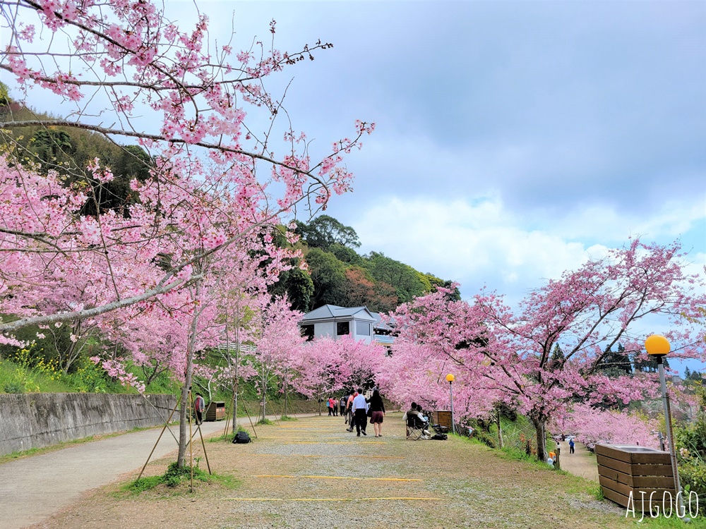 恩愛農場 桃園拉拉山櫻花季 富士櫻、千島櫻接力盛開 有粉紅浪潮 交通路況分享