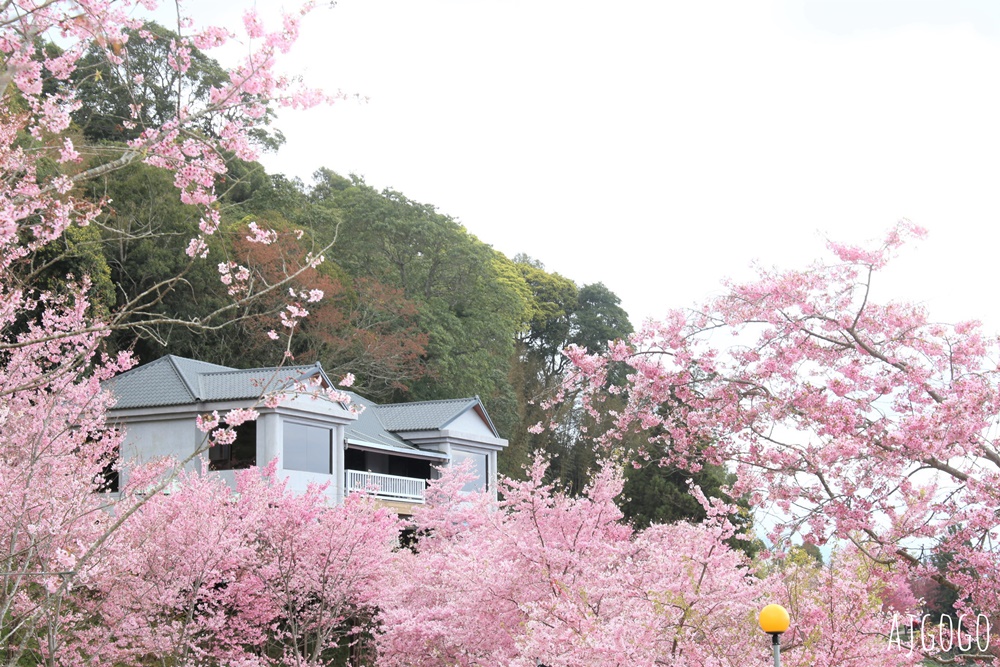 恩愛農場 桃園拉拉山櫻花季 富士櫻、千島櫻接力盛開 有粉紅浪潮 交通路況分享