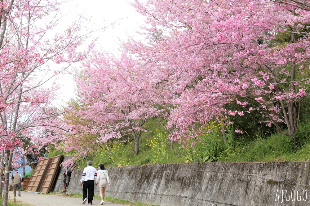 恩愛農場 桃園拉拉山櫻花季 富士櫻、千島櫻接力盛開 有粉紅浪潮 交通路況分享