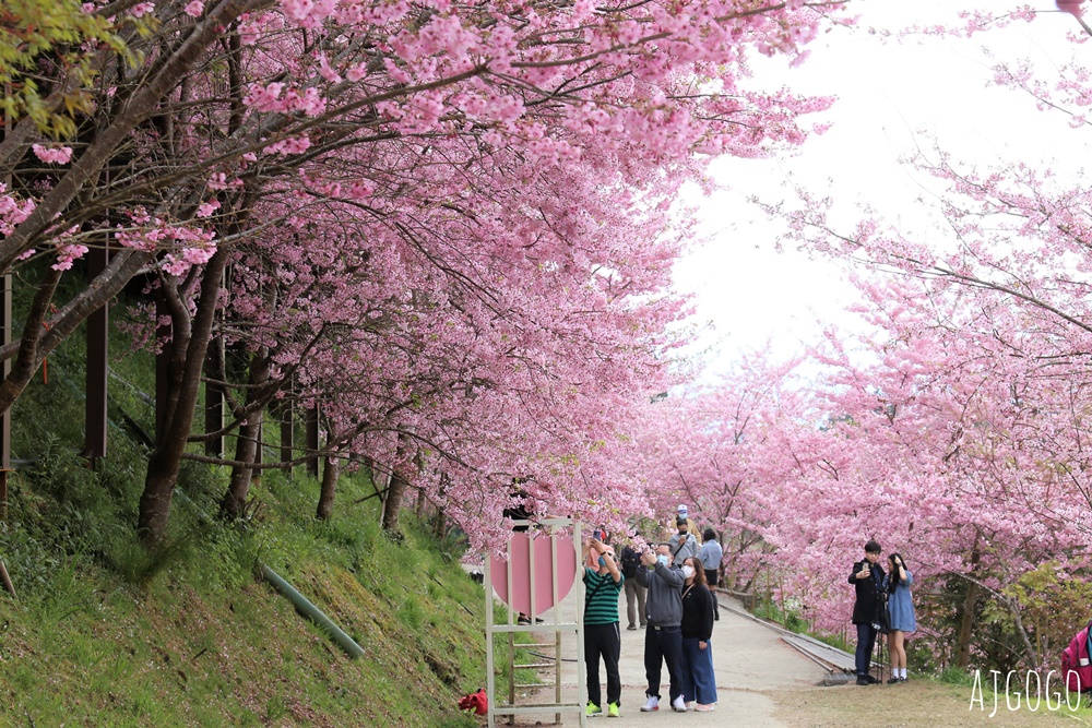 恩愛農場 桃園拉拉山櫻花季 富士櫻、千島櫻接力盛開 有粉紅浪潮 交通路況分享