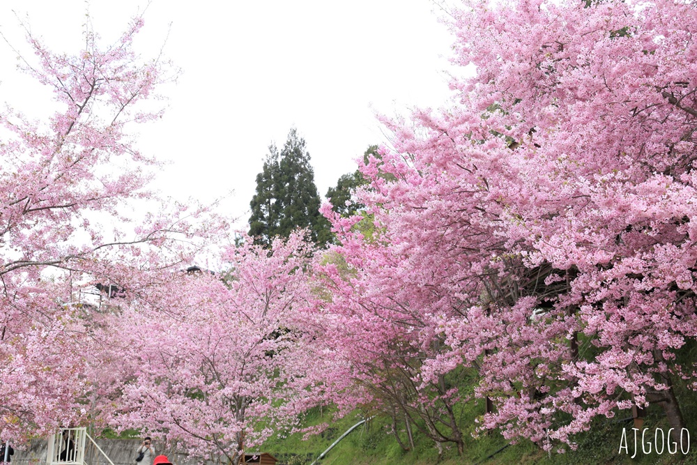 恩愛農場 桃園拉拉山櫻花季 富士櫻、千島櫻接力盛開 有粉紅浪潮 交通路況分享