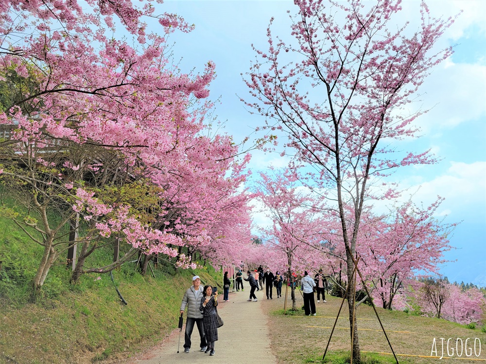 恩愛農場 桃園拉拉山櫻花季 富士櫻、千島櫻接力盛開 有粉紅浪潮 交通路況分享