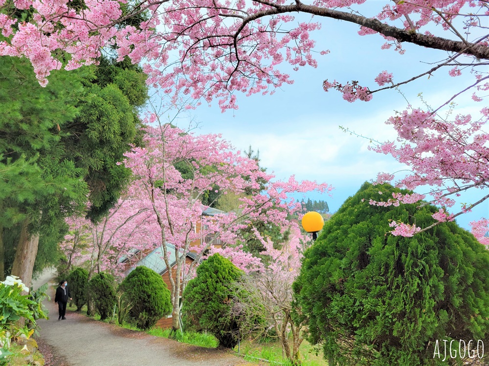 恩愛農場 桃園拉拉山櫻花季 富士櫻、千島櫻接力盛開 有粉紅浪潮 交通路況分享