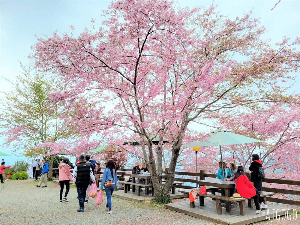 恩愛農場 桃園拉拉山櫻花季 富士櫻、千島櫻接力盛開 有粉紅浪潮 交通路況分享