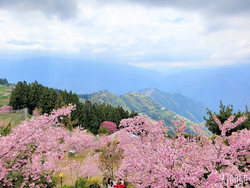 恩愛農場 桃園拉拉山櫻花季 富士櫻、千島櫻接力盛開 有粉紅浪潮 交通路況分享