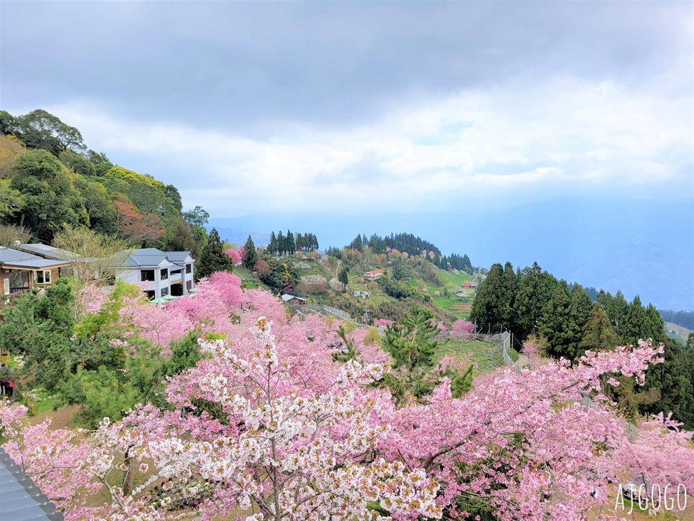 恩愛農場 桃園拉拉山櫻花季 富士櫻、千島櫻接力盛開 有粉紅浪潮 交通路況分享