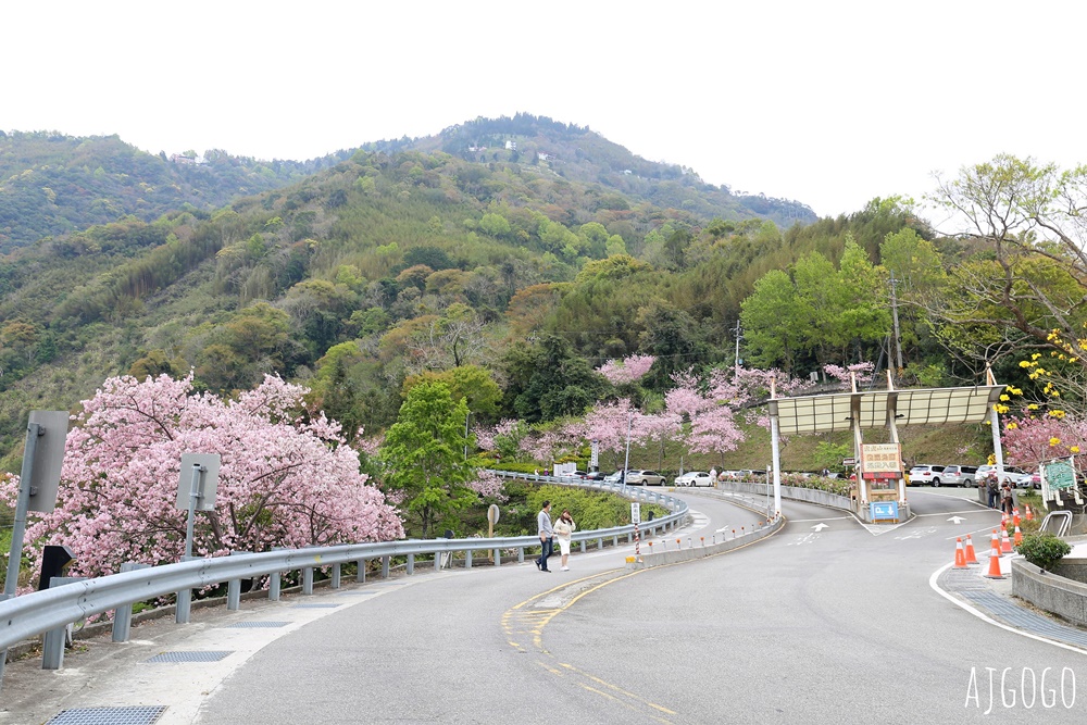 拉拉山遊客中心 巴陵道路沿線 200顆千島櫻每年3月綻放