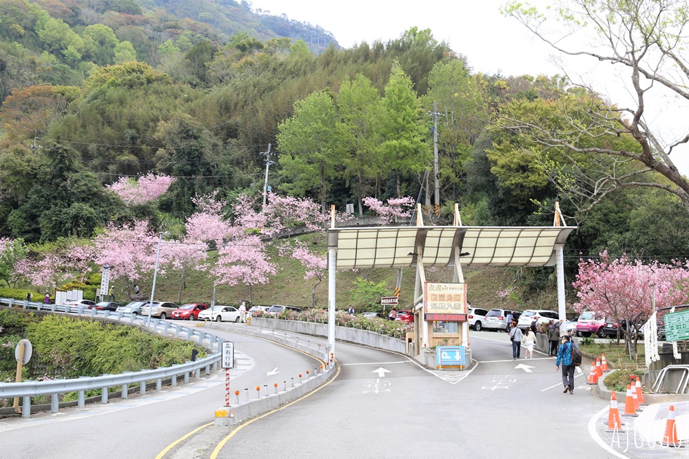 拉拉山遊客中心 巴陵道路沿線 200顆千島櫻每年3月綻放