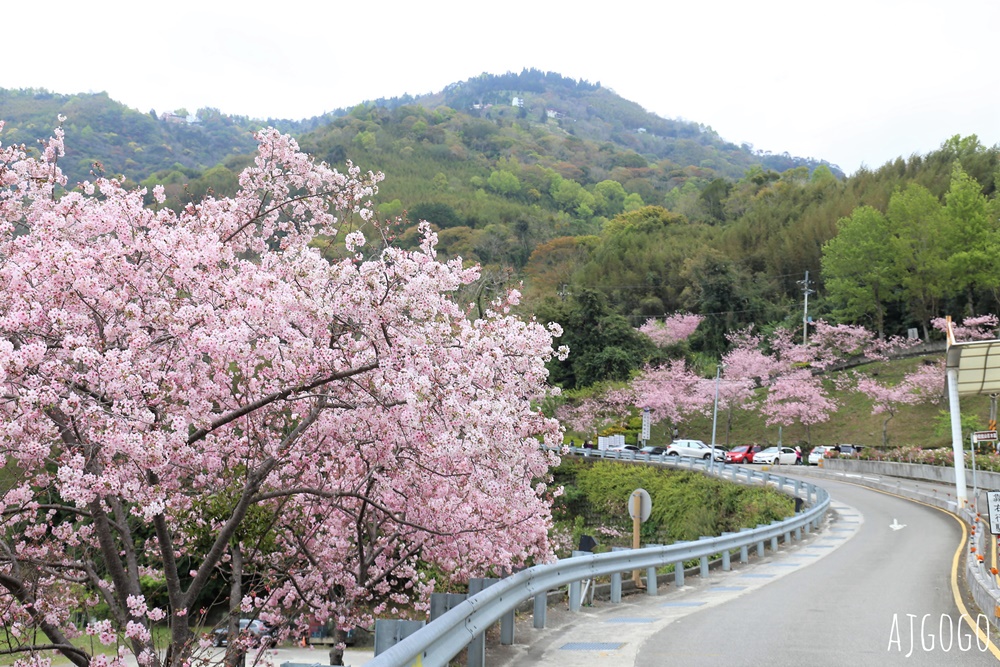 拉拉山遊客中心 巴陵道路沿線 200顆千島櫻每年3月綻放