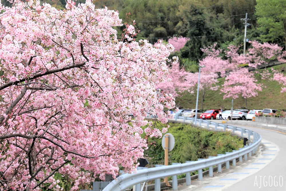 拉拉山遊客中心 巴陵道路沿線 200顆千島櫻每年3月綻放