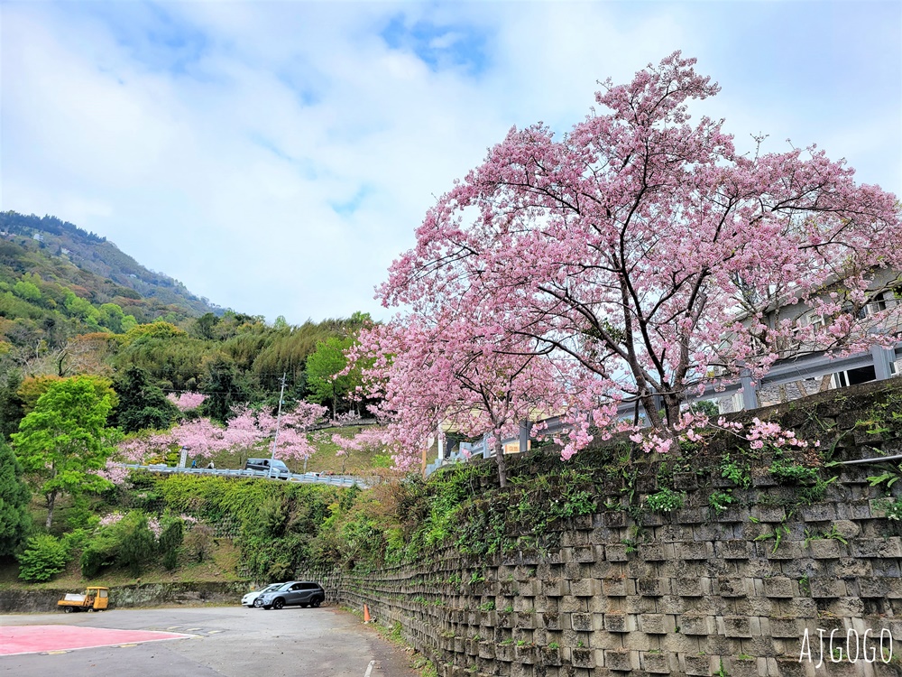 拉拉山遊客中心 巴陵道路沿線 200顆千島櫻每年3月綻放