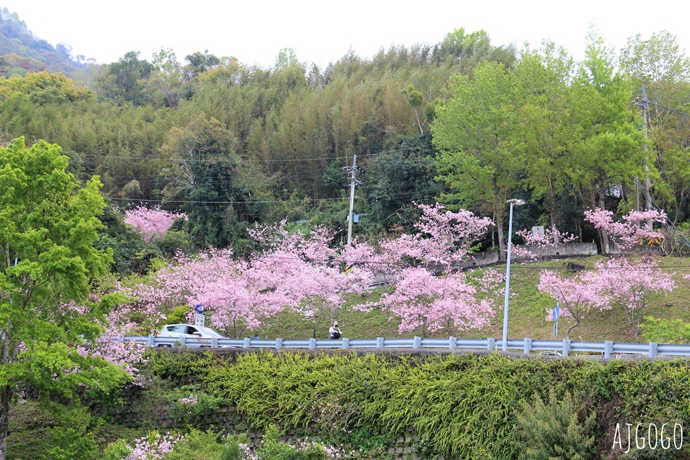 拉拉山遊客中心 巴陵道路沿線 200顆千島櫻每年3月綻放