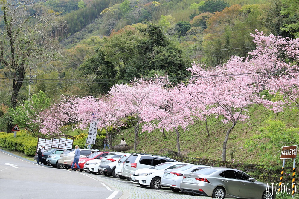 拉拉山遊客中心 巴陵道路沿線 200顆千島櫻每年3月綻放