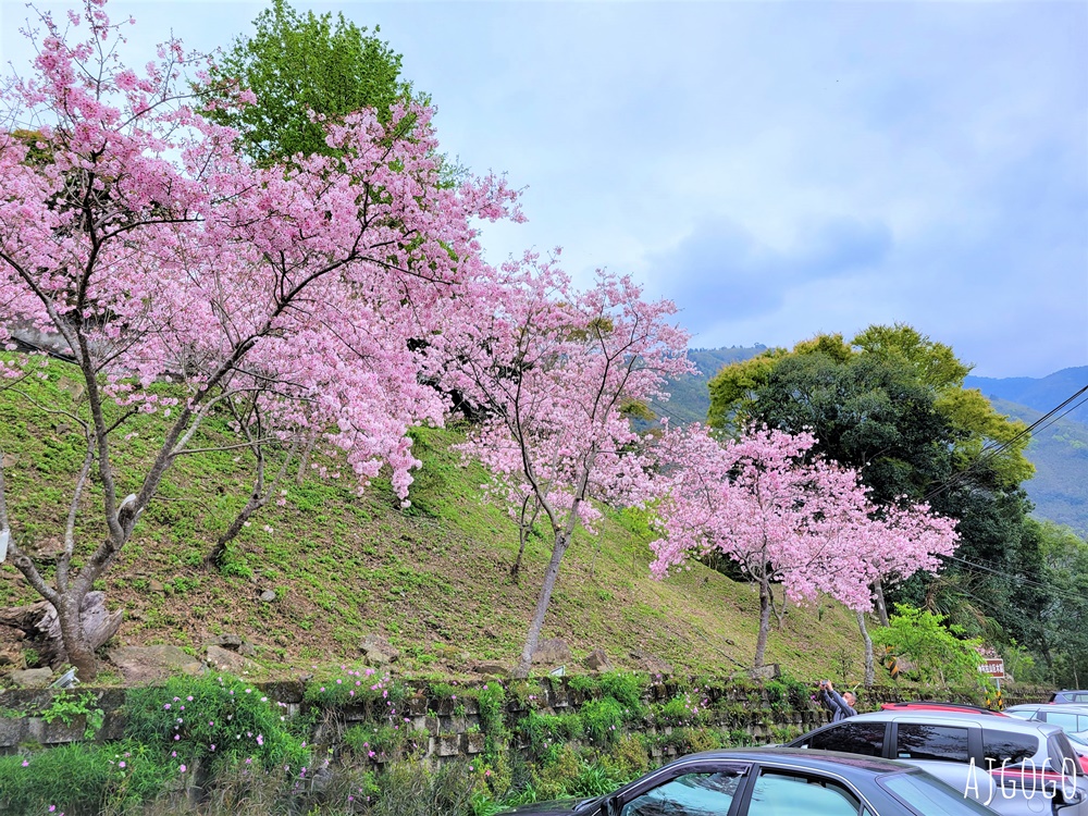 拉拉山遊客中心 巴陵道路沿線 200顆千島櫻每年3月綻放