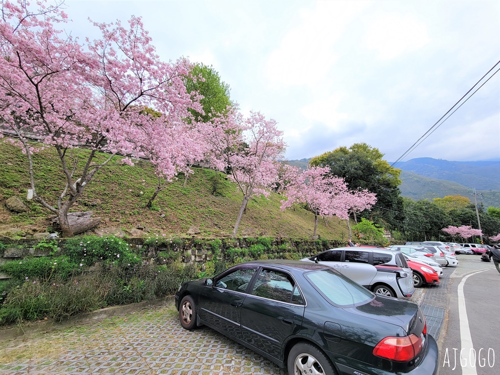 拉拉山遊客中心 巴陵道路沿線 200顆千島櫻每年3月綻放