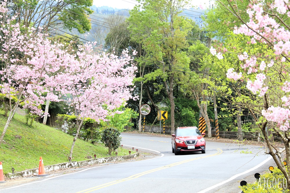 拉拉山遊客中心 巴陵道路沿線 200顆千島櫻每年3月綻放