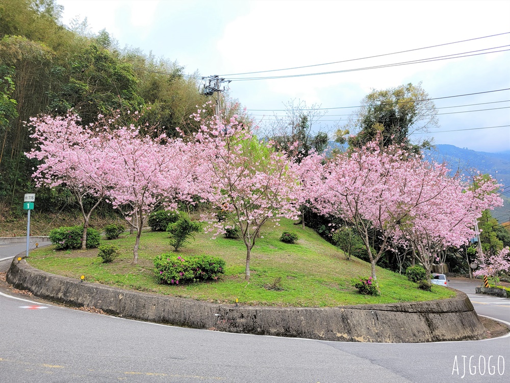 拉拉山遊客中心 巴陵道路沿線 200顆千島櫻每年3月綻放