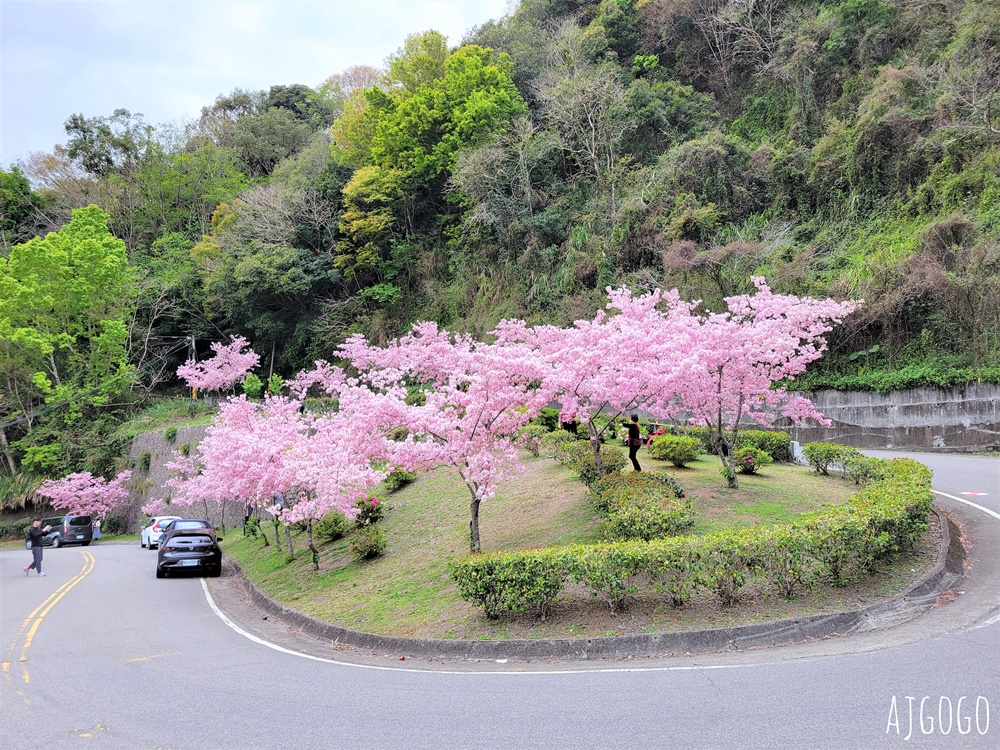 拉拉山遊客中心 巴陵道路沿線 200顆千島櫻每年3月綻放