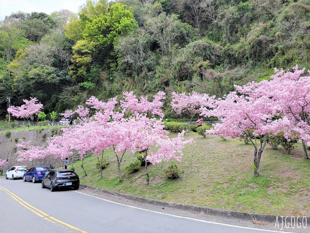 拉拉山遊客中心 巴陵道路沿線 200顆千島櫻每年3月綻放