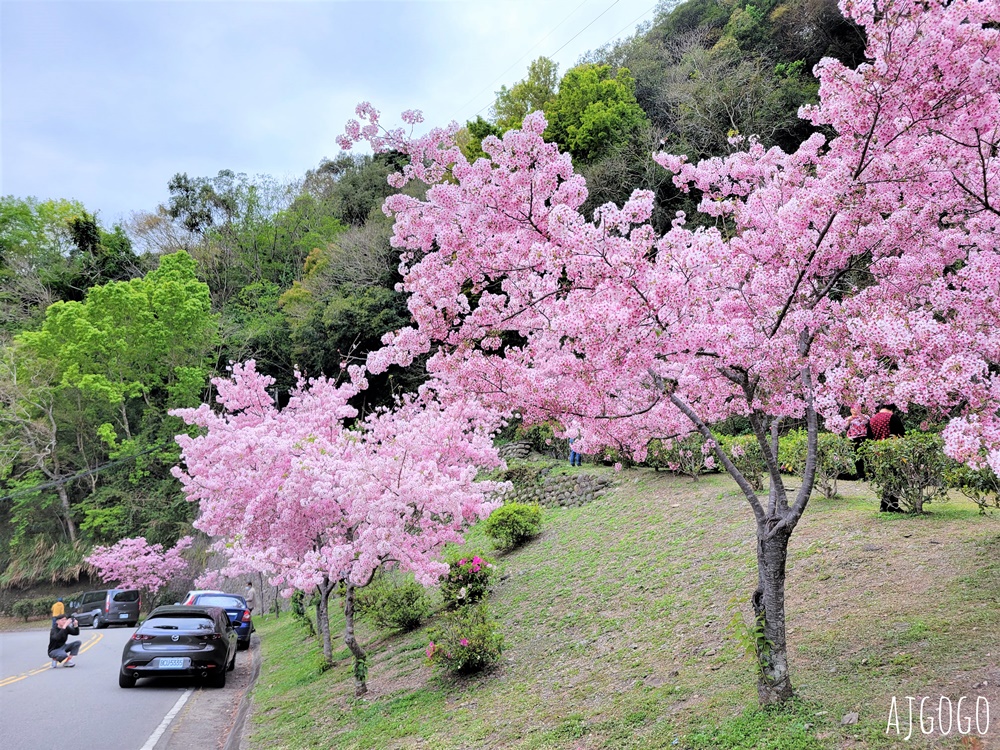 拉拉山遊客中心 巴陵道路沿線 200顆千島櫻每年3月綻放