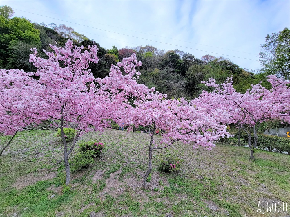 拉拉山遊客中心 巴陵道路沿線 200顆千島櫻每年3月綻放