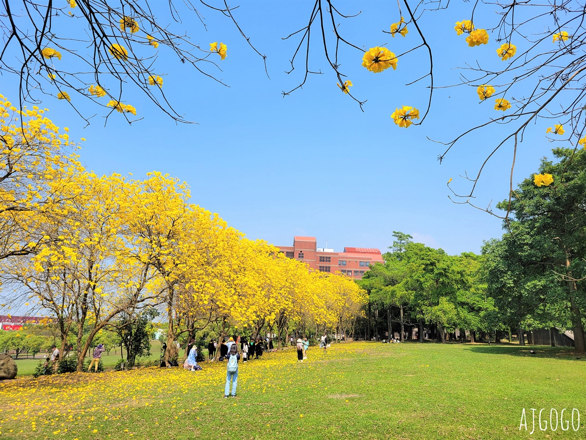 嘉義中正大學黃花風鈴木 大學路一段、文學院草坪 每年2月底~3月初盛開