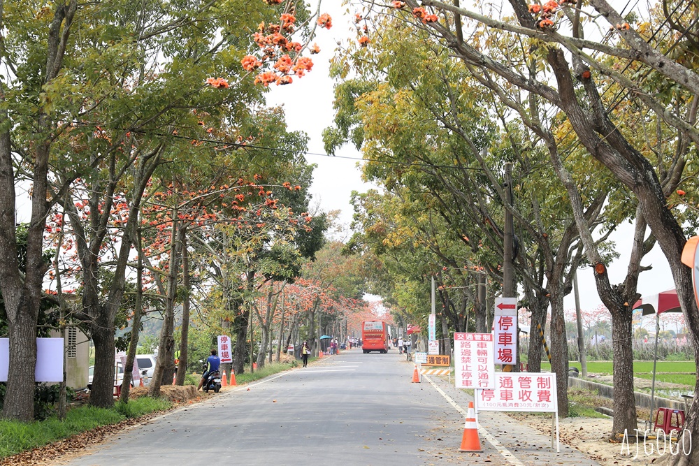 台南白河 林初埤木棉花道 每年3月上演的橘紅色花海隧道