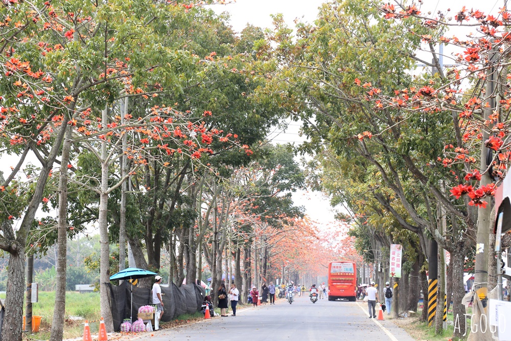 台南白河 林初埤木棉花道 每年3月上演的橘紅色花海隧道