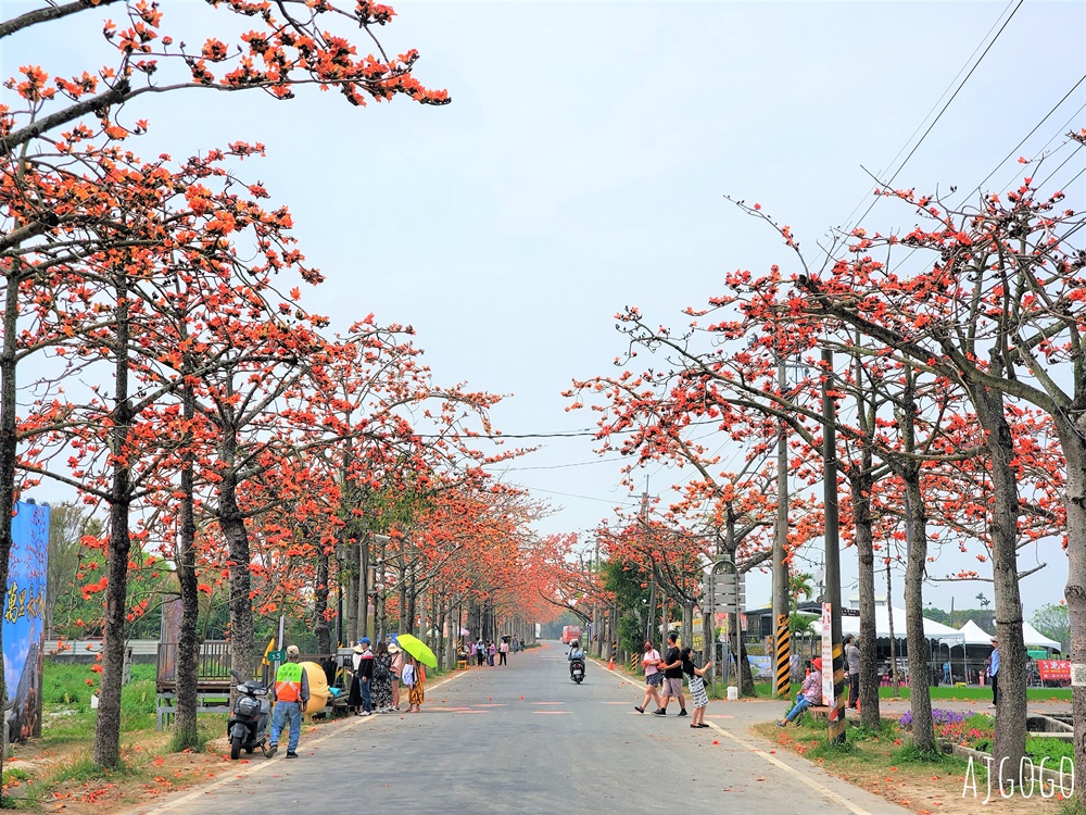 台南白河 林初埤木棉花道 每年3月上演的橘紅色花海隧道