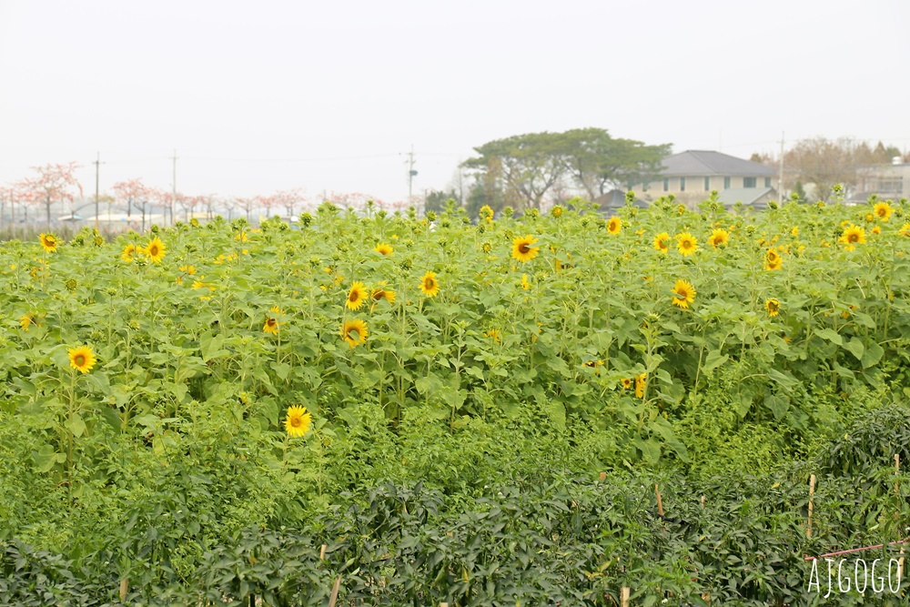 台南白河 林初埤木棉花道 每年3月上演的橘紅色花海隧道