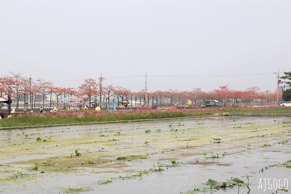 台南白河 林初埤木棉花道 每年3月上演的橘紅色花海隧道