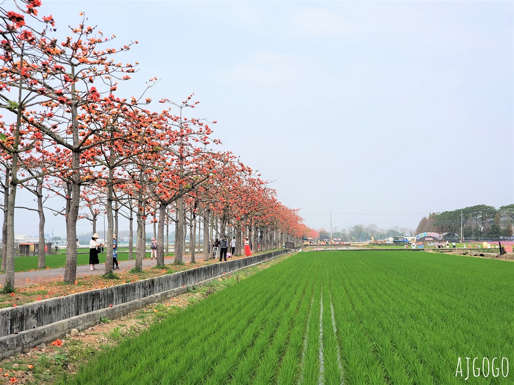 台南白河 林初埤木棉花道 每年3月上演的橘紅色花海隧道