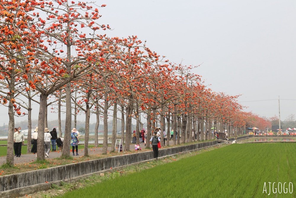 台南白河 林初埤木棉花道 每年3月上演的橘紅色花海隧道