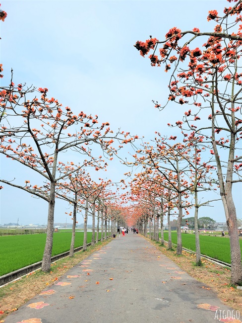 台南白河 林初埤木棉花道 每年3月上演的橘紅色花海隧道