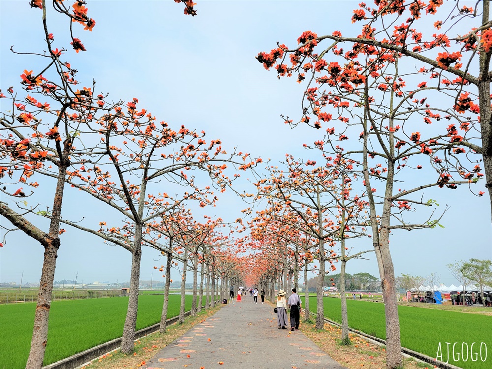 台南白河 林初埤木棉花道 每年3月上演的橘紅色花海隧道