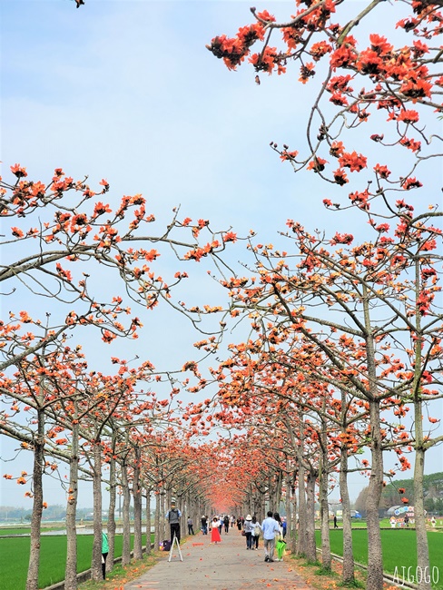 台南白河 林初埤木棉花道 每年3月上演的橘紅色花海隧道