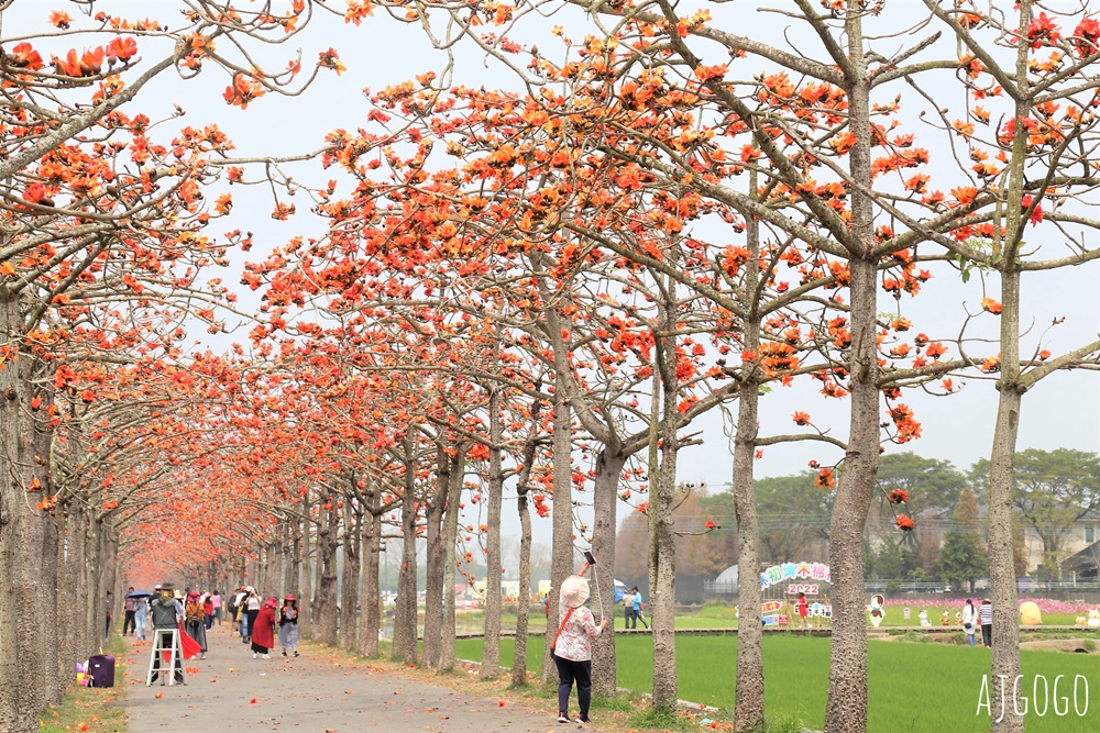 台南白河 林初埤木棉花道 每年3月上演的橘紅色花海隧道