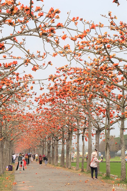 台南白河 林初埤木棉花道 每年3月上演的橘紅色花海隧道