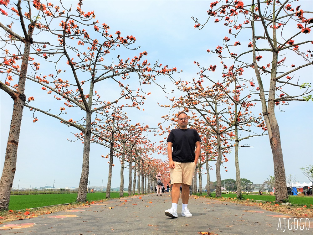 台南白河 林初埤木棉花道 每年3月上演的橘紅色花海隧道