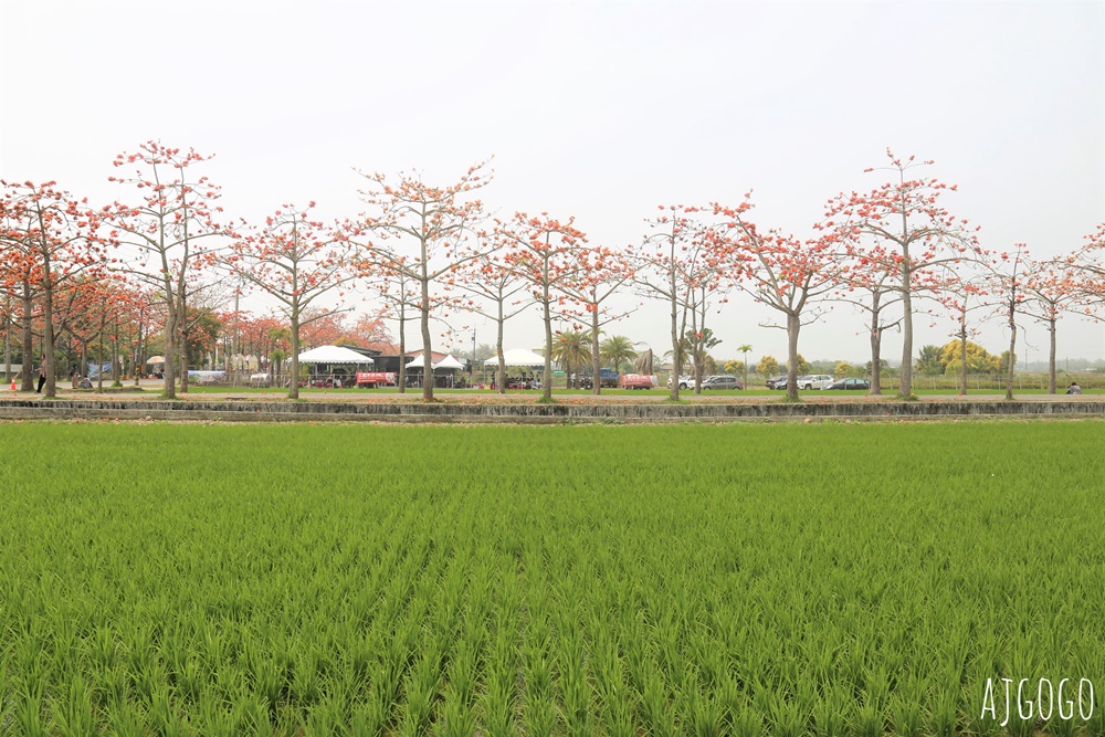 台南白河 林初埤木棉花道 每年3月上演的橘紅色花海隧道