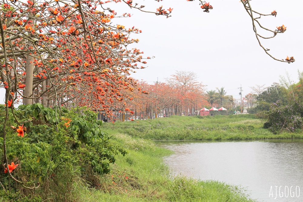 台南白河 林初埤木棉花道 每年3月上演的橘紅色花海隧道