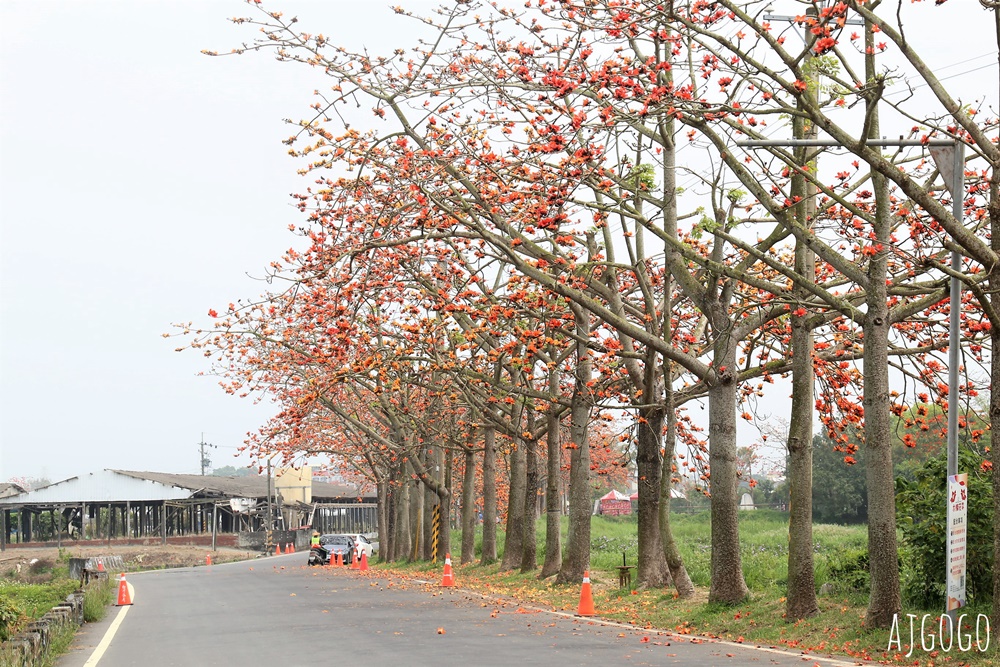 台南白河 林初埤木棉花道 每年3月上演的橘紅色花海隧道