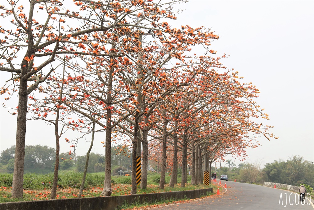 台南白河 林初埤木棉花道 每年3月上演的橘紅色花海隧道