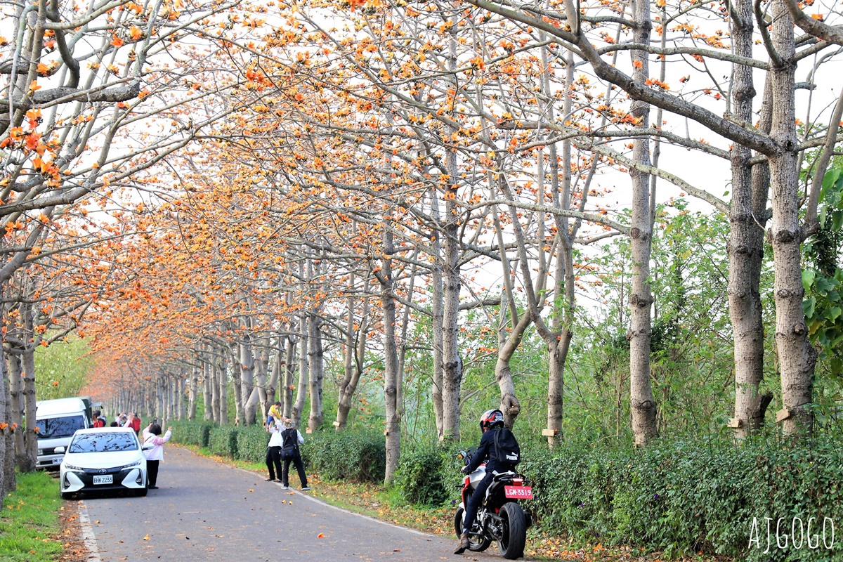 彰化 二林東螺溪木棉花道 長1.4公里的橘黃紅花海隧道 每年3月盛開