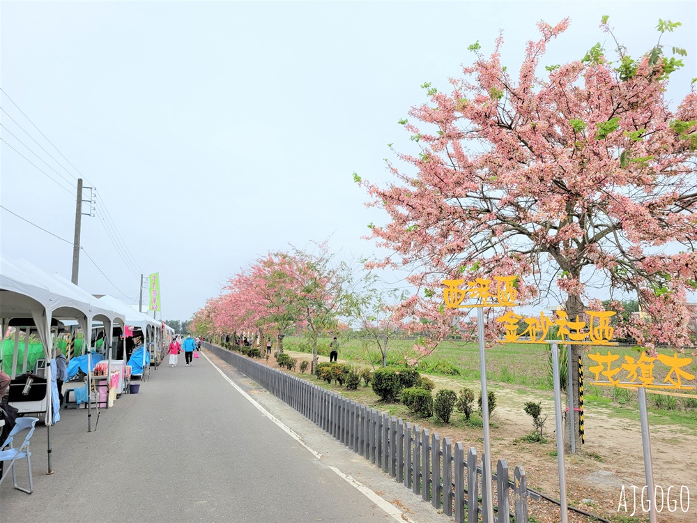 台南景點 金砂花旗木步道 糖廠鐵道粉紅花道 每年3~4月綻放