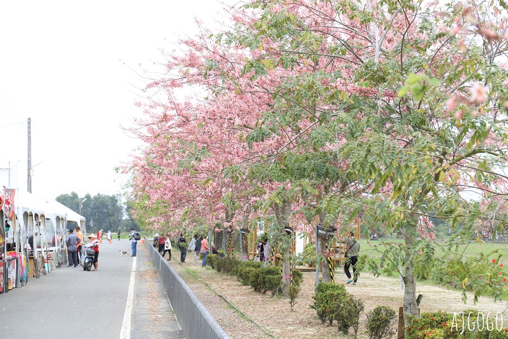 台南景點 金砂花旗木步道 糖廠鐵道粉紅花道 每年3~4月綻放