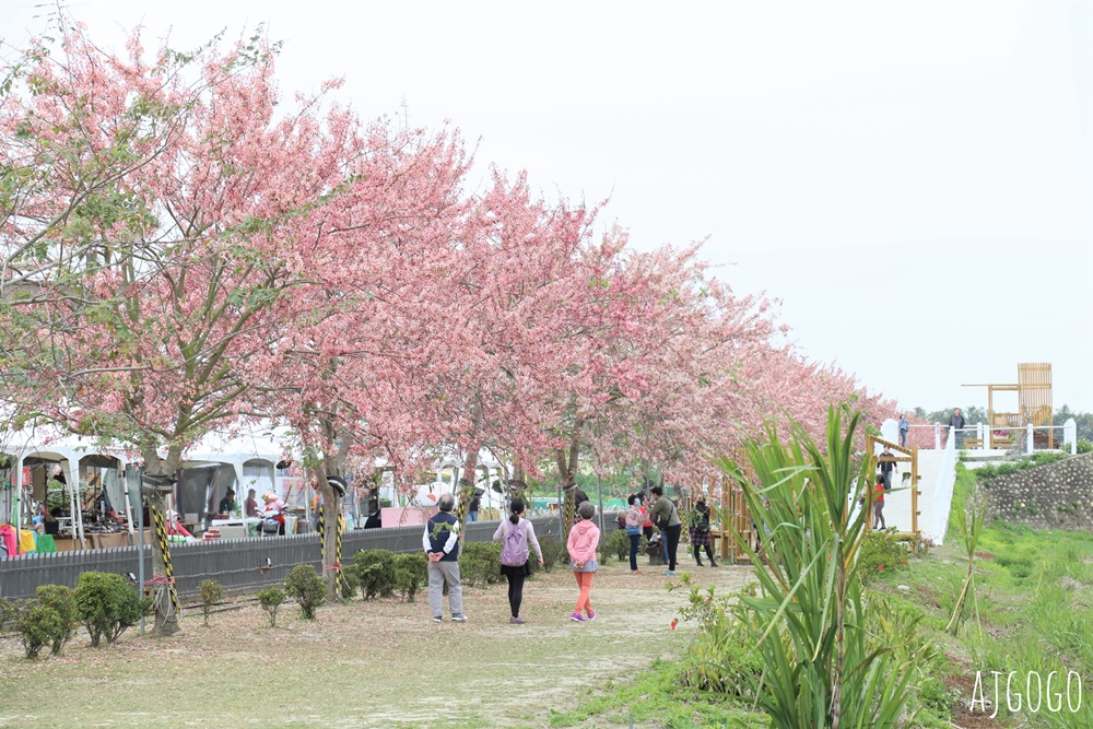 台南景點 金砂花旗木步道 糖廠鐵道粉紅花道 每年3~4月綻放